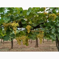 Продам виноград Августин (Плевен) опт, от производителя, цена договорная
