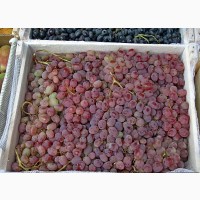 Виноград Тайфи по выгодным ценам от производителя