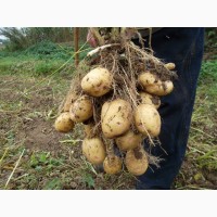 Семенной картофель в розницу в Воронеже