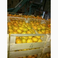 Осуществляем оптовую продажу лимона высокого качества