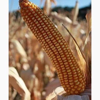 Семена гибридов кукурузы РОСС 130 МВ (ФАО 130) производство HYBRID SK