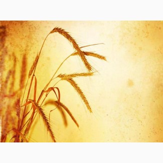 Семена пшеницы озимой урожая 2019
