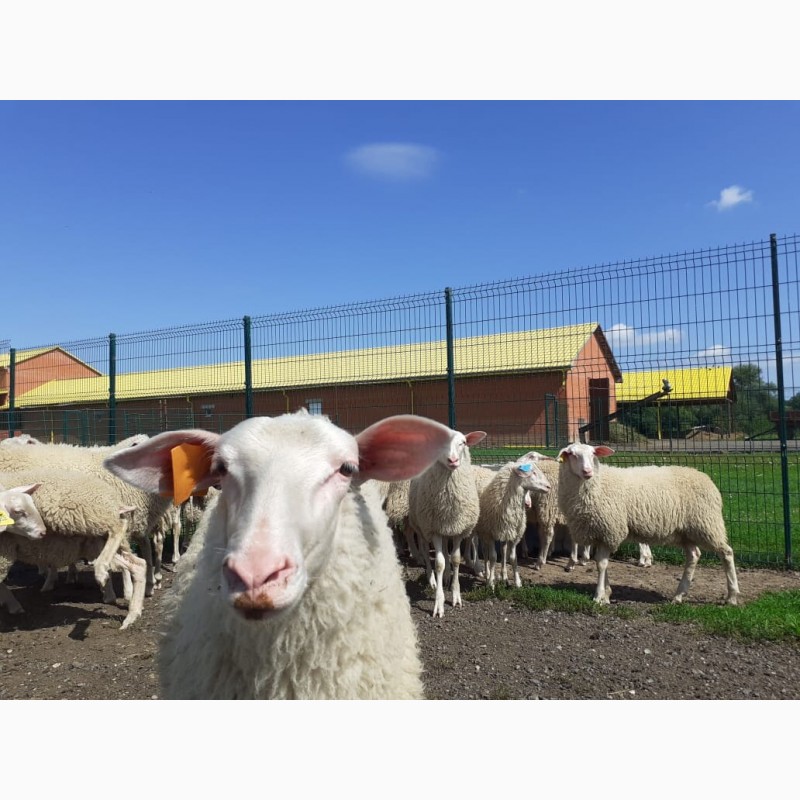 Фото 2. Стада овец Восточно-Фризской молочной породы