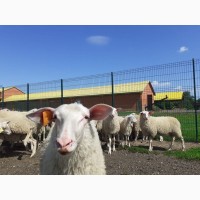 Стада овец Восточно-Фризской молочной породы