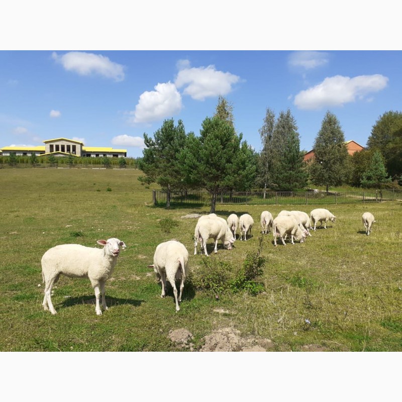 Фото 3. Стада овец Восточно-Фризской молочной породы