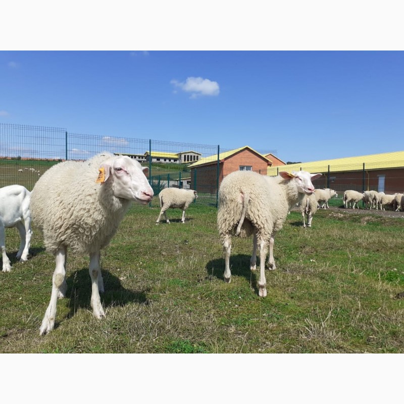 Фото 4. Стада овец Восточно-Фризской молочной породы