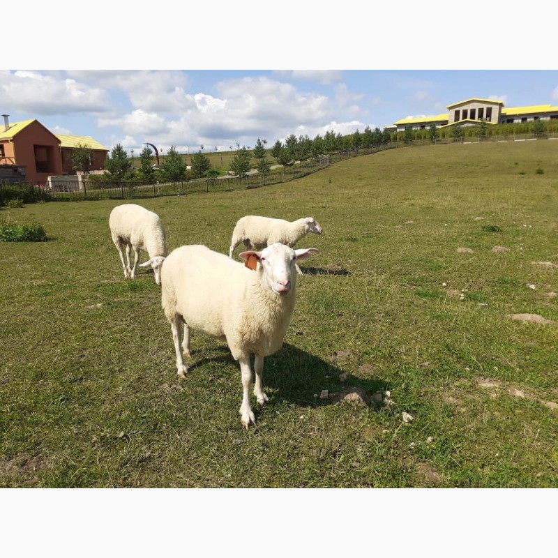 Фото 6. Стада овец Восточно-Фризской молочной породы