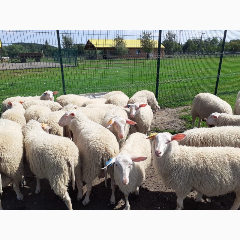 Фото 7. Стада овец Восточно-Фризской молочной породы