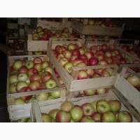 Яблоки оптом с фермерского хозяйства