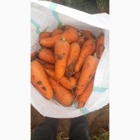 Продаём урожай морковь оптом от фермерства