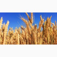 Продаём пшеницу и др