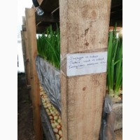 Продам Зеленый лук сообственного произвотства