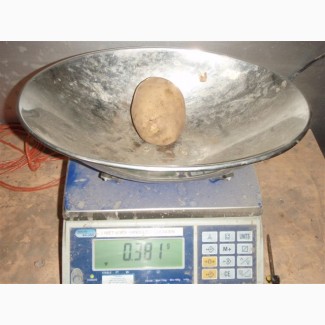 Продаем отборный особо крупный картофель