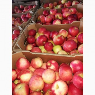 Продам яблоки Айдаред, Македония