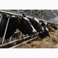 Продажа высокопродуктивных молочных коров оптом