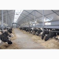 Продажа высокопродуктивных молочных коров оптом