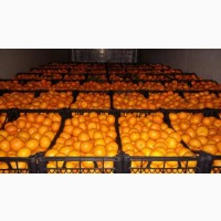 Продам мандарины оптом цена 9 рублей