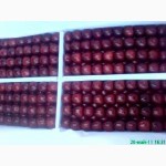 Оптом продаем черешню (урожай 2017 г.) из Узбекистана