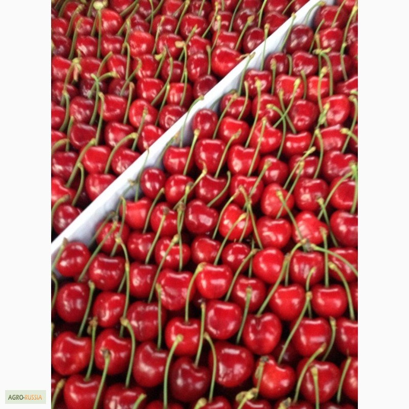Фото 3. Оптом продаем черешню (урожай 2017 г.) из Узбекистана