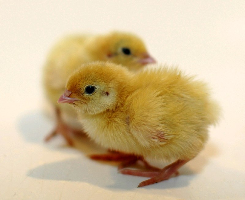 Фото 2. Инкубационные яйца Индопёлок