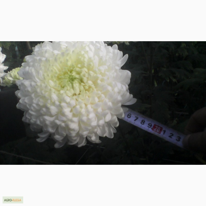 Фото 10. Продаю хризантемы на срез