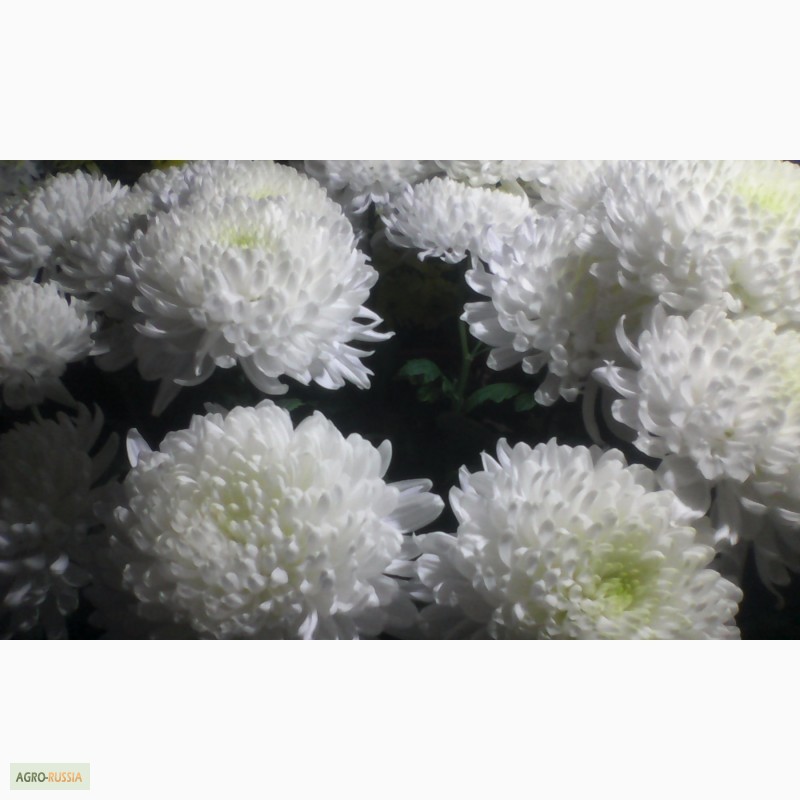 Фото 12. Продаю хризантемы на срез