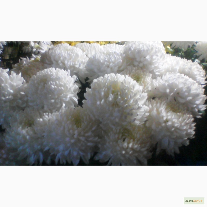 Фото 9. Продаю хризантемы на срез