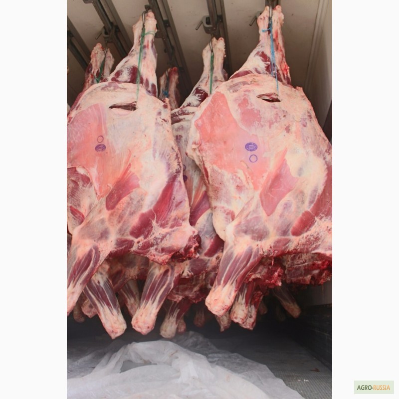 Фото 2. Мясо на РФ Говядина Бык, корова, блочка и Цыплята Бройлер