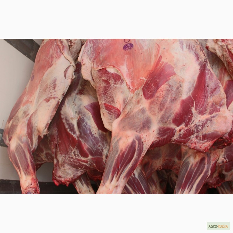 Фото 4. Мясо на РФ Говядина Бык, корова, блочка и Цыплята Бройлер