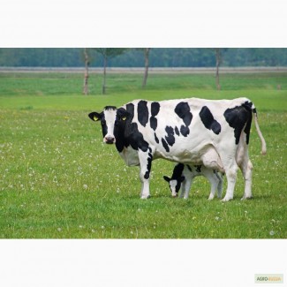 Куплю молочных и мясомолочных бычков телок и коров