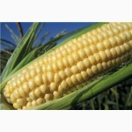 Поставка кукуруза 1, 2 класс