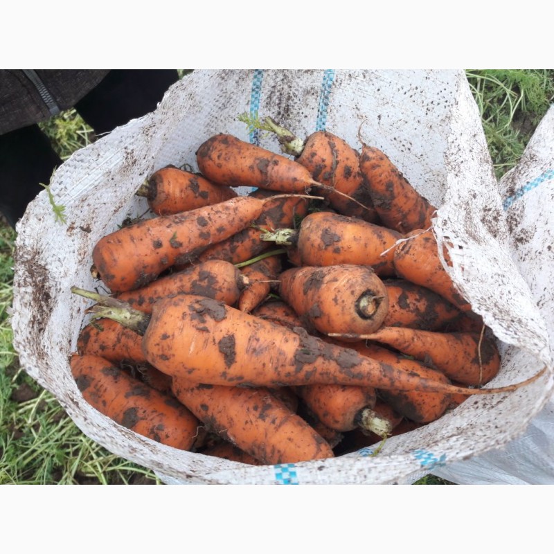 Фото 2. Морковь оптом от производителя 9, 5 р./кг