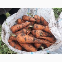 Морковь оптом от производителя 9, 5 р./кг