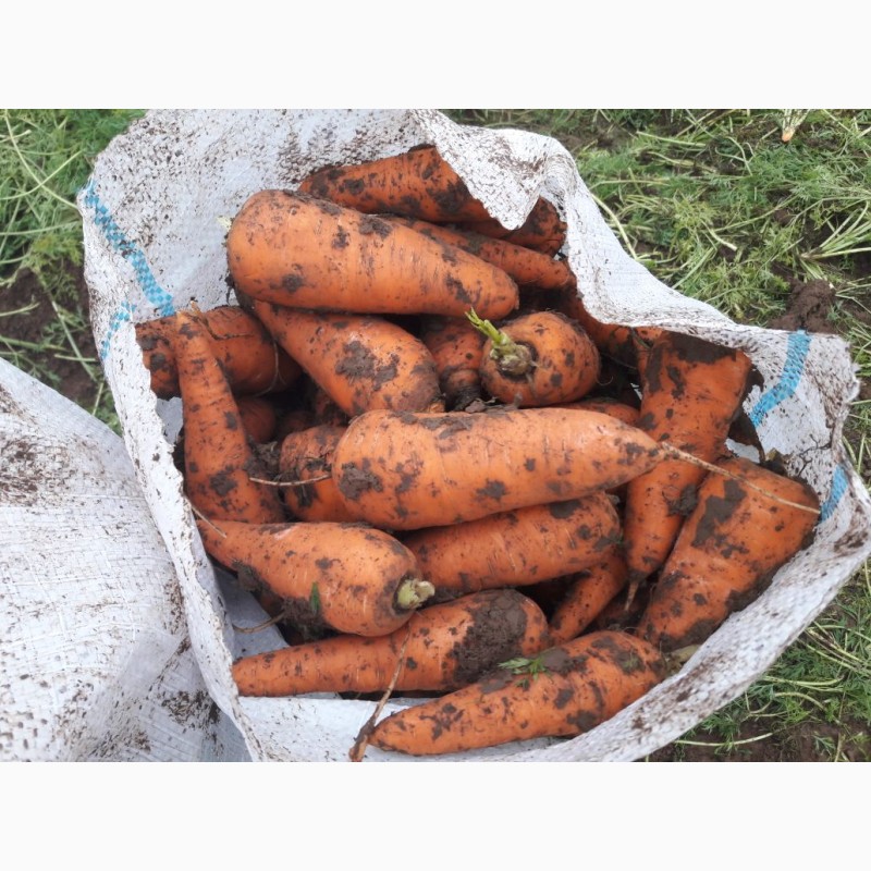 Фото 3. Морковь оптом от производителя 9, 5 р./кг