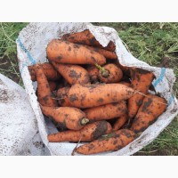 Морковь оптом от производителя 9, 5 р./кг