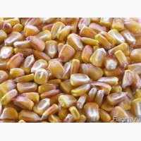 Семена кукурузы Катерина СВ F1(силос и зерно)