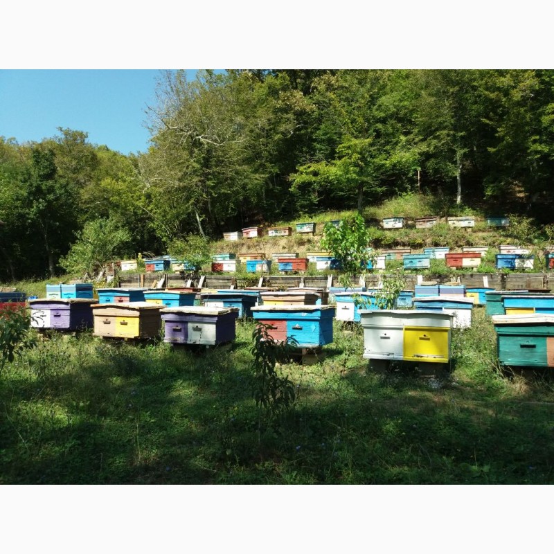 Пчелопакеты в краснодарском крае 2024. Пчелопакеты 2022. Пчелопакеты 2018. Пчелопакеты на 2023. Пчелопакеты на 2023 год.