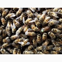 Пчелопакеты Бакфаст 2018
