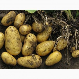Картофель оптом от производителя урожай 2018г