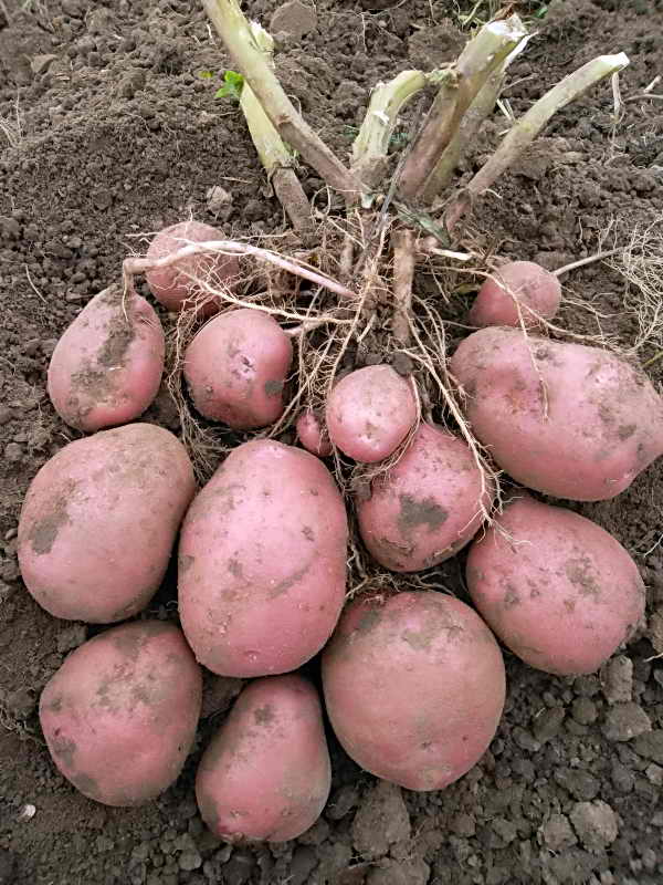 Фото 2. Картофель оптом от производителя урожай 2018г