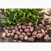 Картофель оптом от производителя урожай 2018г