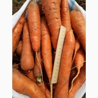 Продам морковь, сорт Абака