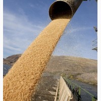 Пшеница продовольственная 4 класс (мягкая, мукомольная) на экспорт