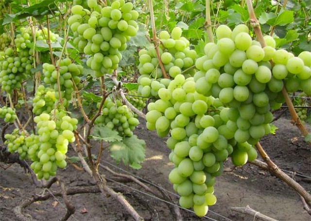 Фото 2. Саженцы винограда