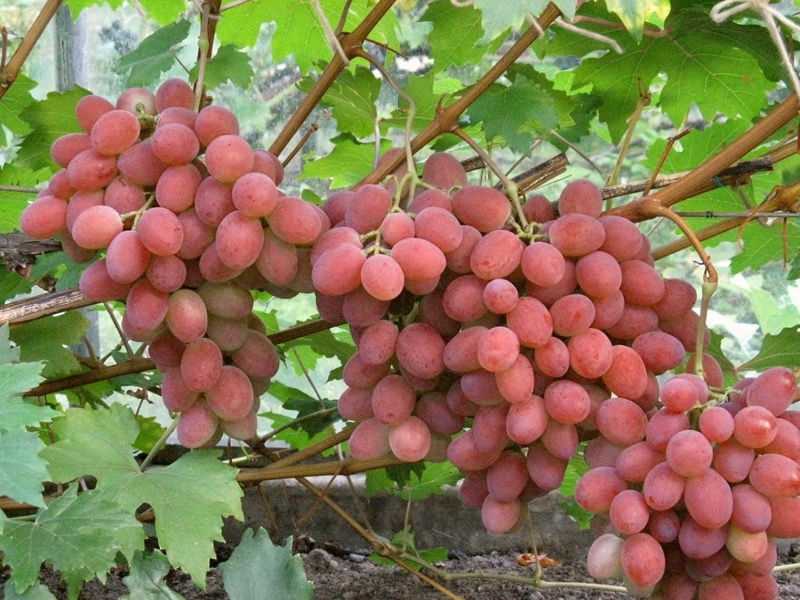 Фото 3. Саженцы винограда