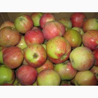 Продаем яблоки сорта Кристин оптом по цене от производителя