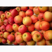 Оптовая продажа яблок Гала по выгодной цене