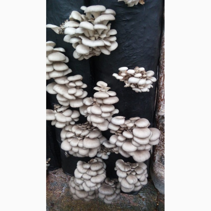 Фото 2. Продам оптом грибы-Вешенка
