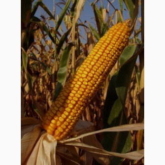 Cемена гибридной кукурузы Краснодарский 385 МВ