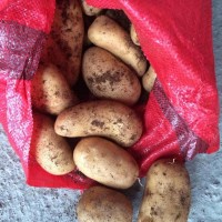 Картофель Египет, урожай февраль 2019г. Сорт Спунта, Беллини